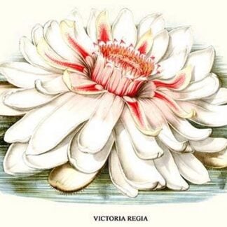 Lotus Flower - water lily by Louis Benoit Van Houtte #3