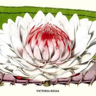 Lotus Flower - water lily by Louis Benoit Van Houtte