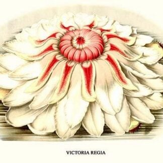 Lotus Flower - water lily by Louis Benoit Van Houtte #4