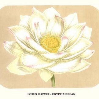 Lotus flower - Egyptian Bean by Louis Benoit Van Houtte
