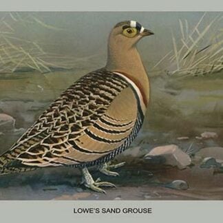 Lowe's Sand Grouse by Louis Agassiz Fuertes
