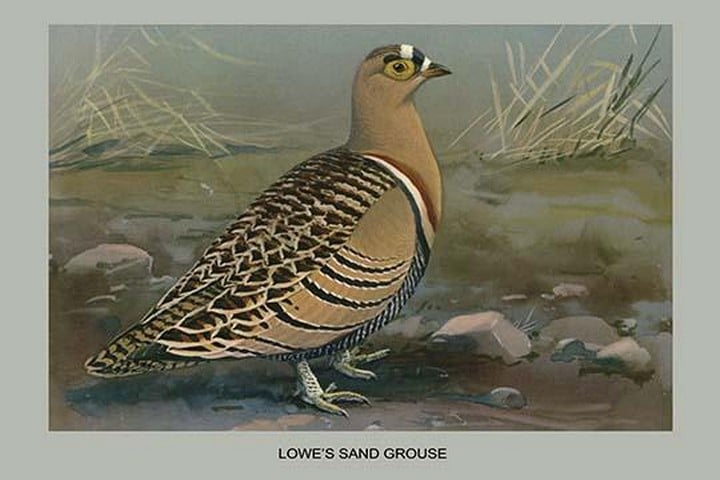 Lowe's Sand Grouse by Louis Agassiz Fuertes
