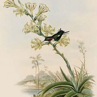 Lucifer Hummingbird by John Gould