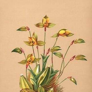 Lycaste Aromatica by H.G. Moon