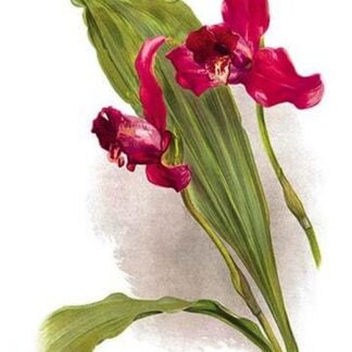 Lycaste Mary Gratrix by H.G. Moon