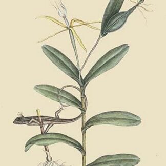 Lyon Lizard by Mark Catesby