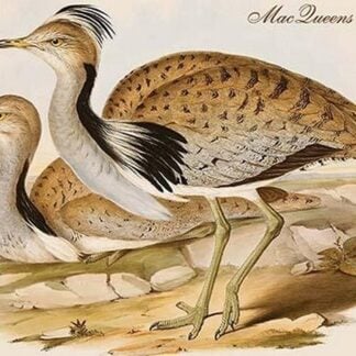 MacQueens Bustard by John Gould
