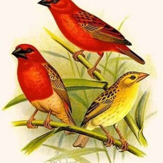 Madagascar Weaver & Comoro Weaver by Frederick William Frohawk