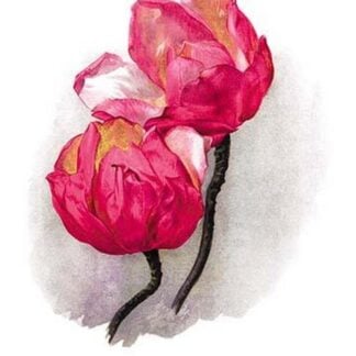 Magnolia Campbellii by H.G. Moon