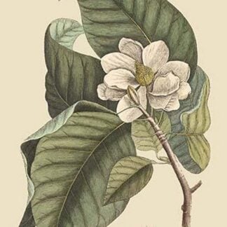 Magnolia by Mark Catesby