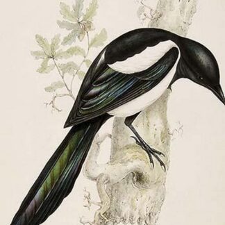 Magpie by John Gould