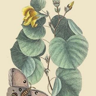 Maho Tree & Moth by Mark Catesby