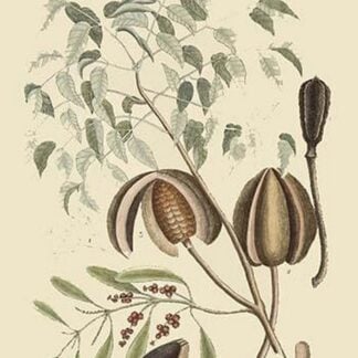 Mahogany Tree by Mark Catesby