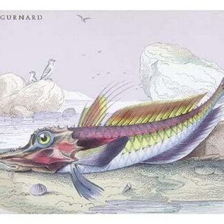 Mailed Gurnard by Robert Hamilton