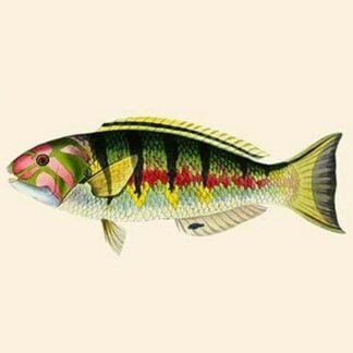 Mal-Girawah - Flower Parrot by John Whitchurch Bennett