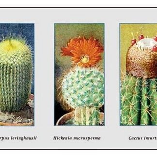 Malacocorpus Beninghausii