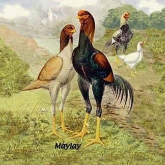 Malay (Chickens) by J. W. Ludlow