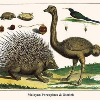 Malayan Porcupines & Ostrich by Albertus Seba