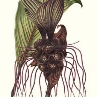 Malaysian Orchid by Louis Benoit Van Houtte