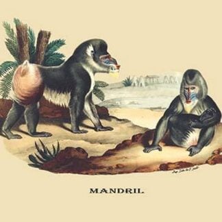 Mandril by E. F. Noel