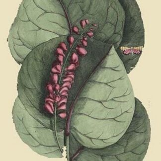 Mangrove Grape Tree by Mark Catesby