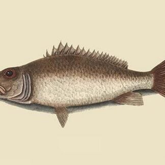 Mangrove Snapper by Mark Catesby