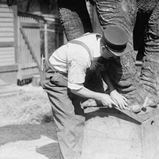 Manicuring an Elephant in New York's Central Park