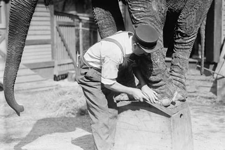 Manicuring an Elephant in New York's Central Park