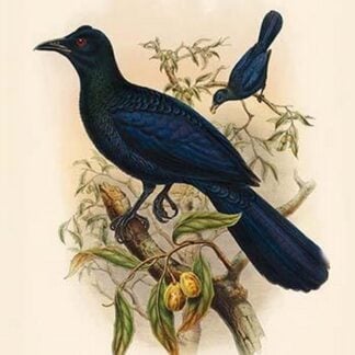 Manucodia Chalybea - Green Bird of Paradise by John Gould
