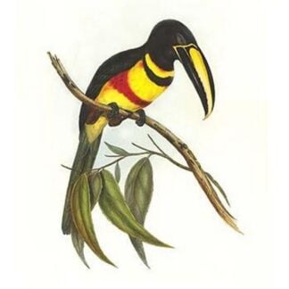 Many-Banded Aricari by John Gould