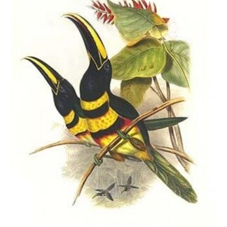Many-Banded Aricari by John Gould