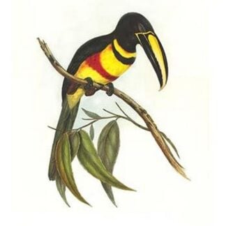 Many-Banded Aricari by John Gould