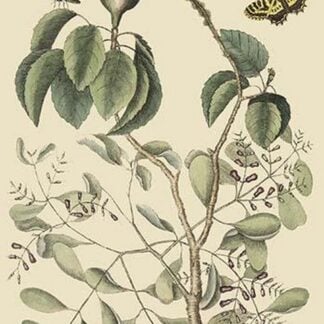 Manzanillo Tree by Mark Catesby