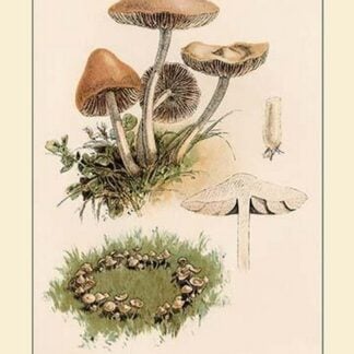 Marasmius Oreades by W. Hamilton Gibson