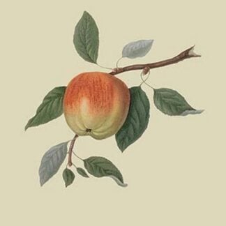 March Apple by William Hooker #2