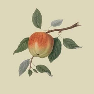 March Apple by William Hooker