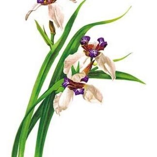 Marica Northiana by H.G. Moon