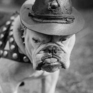 Marine Corps Mascot Looks Like the Average Drill Instructor