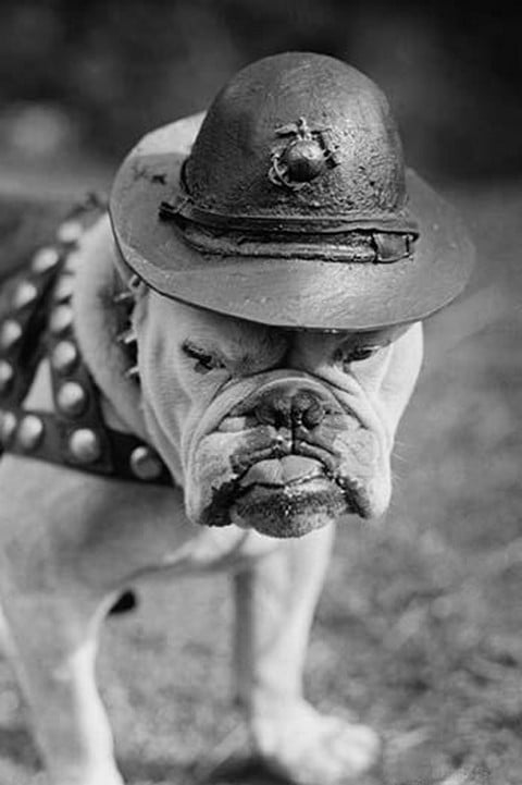 Marine Corps Mascot Looks Like the Average Drill Instructor