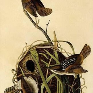 Marsh Wren by John James Audubon