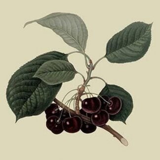 May Duke Cherry by William Hooker #2