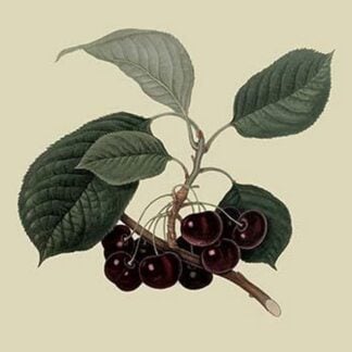 May Duke Cherry by William Hooker