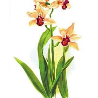 Mbidium Parishii Sanderae by Henry Moon