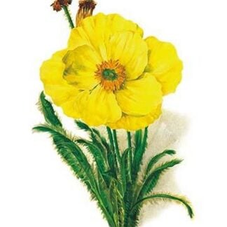 Meconopsis Integrifolia by H.G. Moon