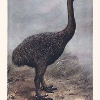 Megalapteryx Huttoni by Lionel Walter Rothschild