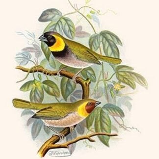Melodius or Cuba Finch by Frederick William Frohawk