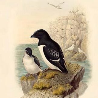 Mergulus Alle - Little Auk by John Gould