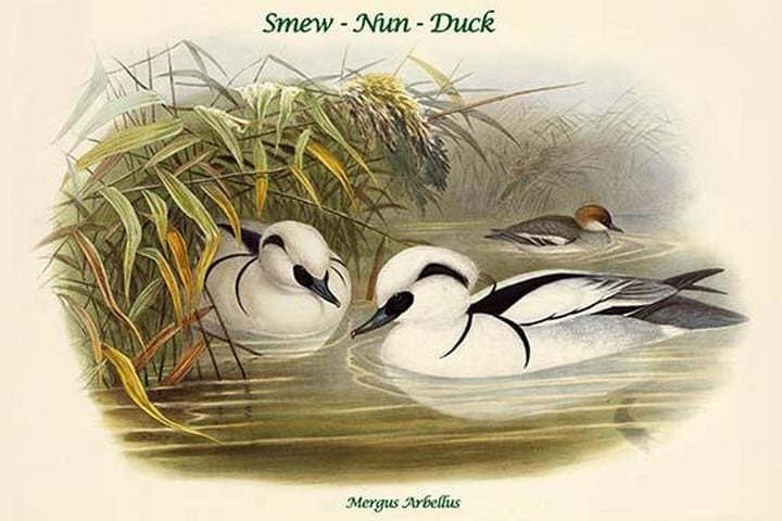 Mergus Arbellus - Smew - Nun - Duck by John Gould