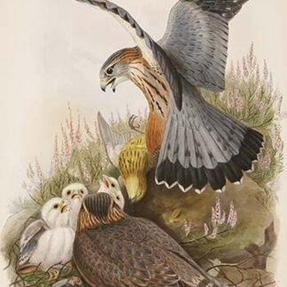 Merlin by John Gould