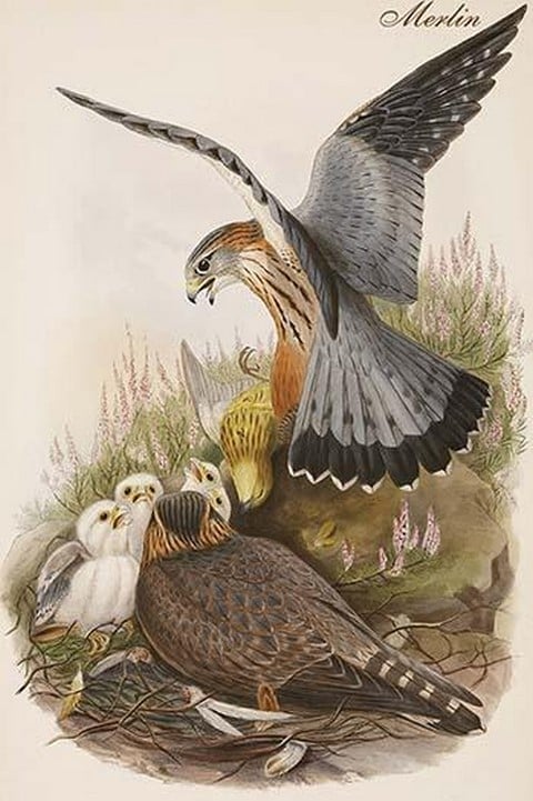 Merlin by John Gould